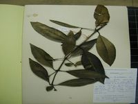 Herbarium sample